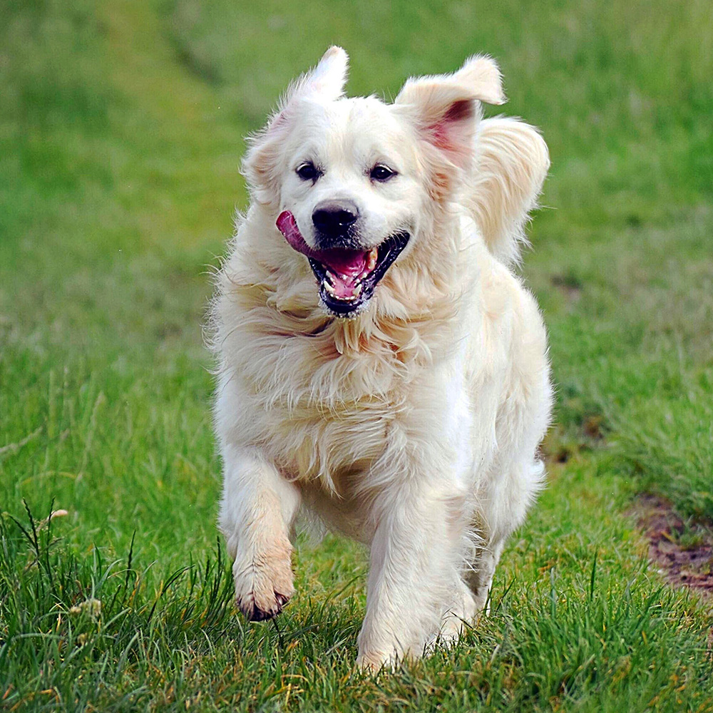 Albany Obedience Club Dog Show